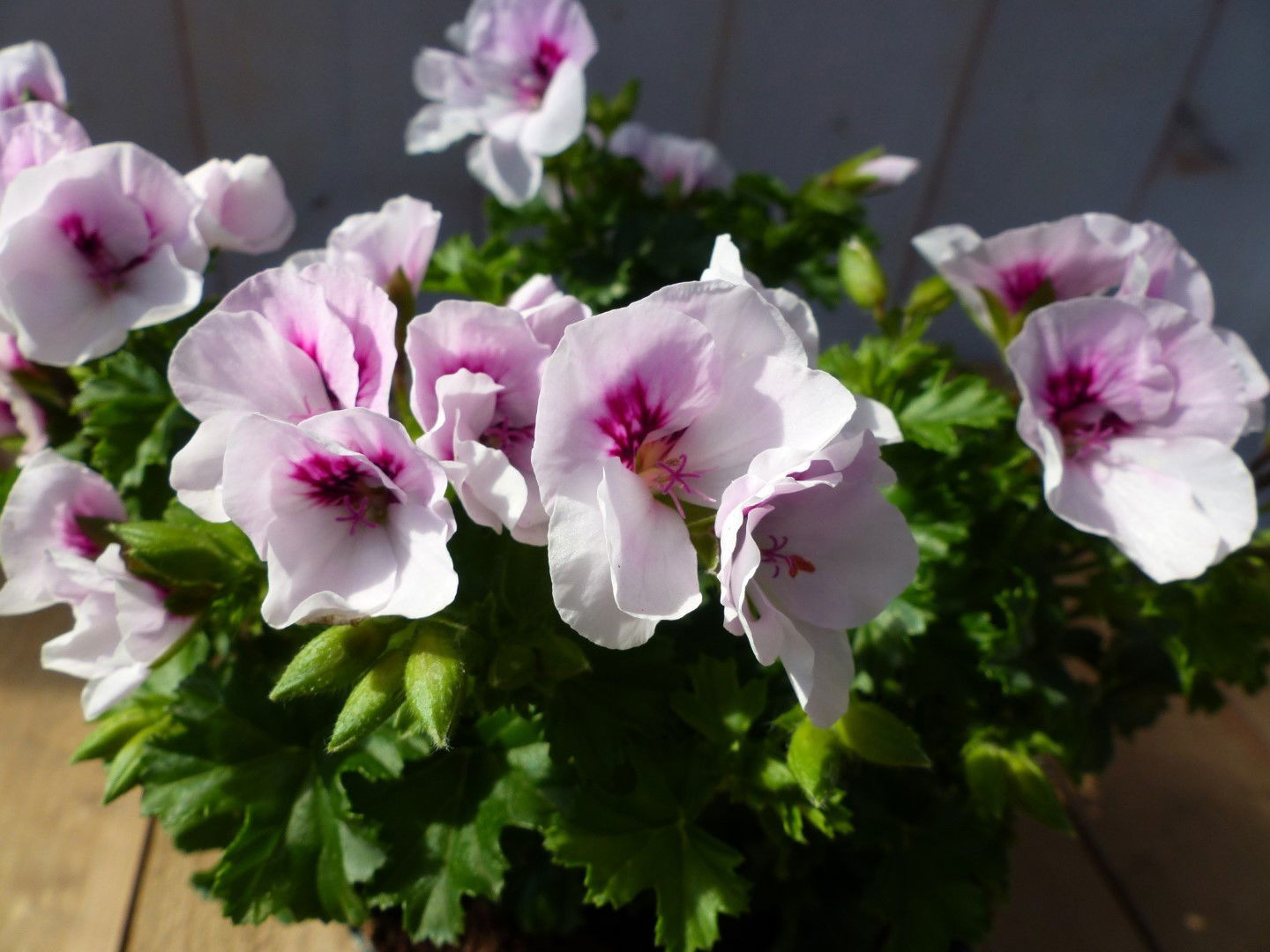 https://cdn.warentuin.nl/media/catalog/product/1/7/1728149900043205_2_warentuin_natuurlijk_perkplanten_spaanse_geranium_wit_eenjar_bdfc.jpg