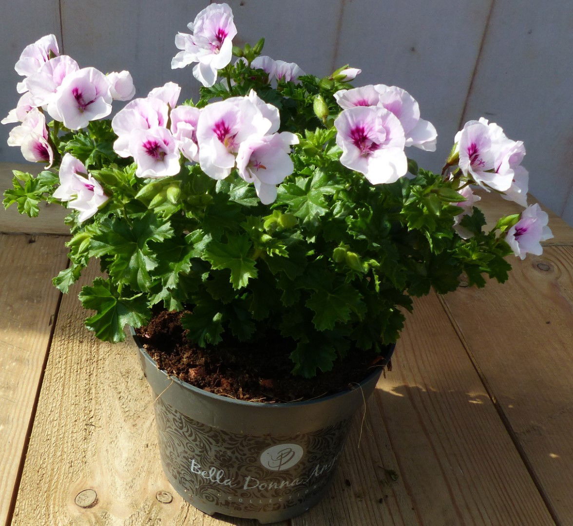 https://cdn.warentuin.nl/media/catalog/product/1/7/1728149900043205_warentuin_natuurlijk_perkplanten_spaanse_geranium_wit_eenjarig_0fb8.jpg