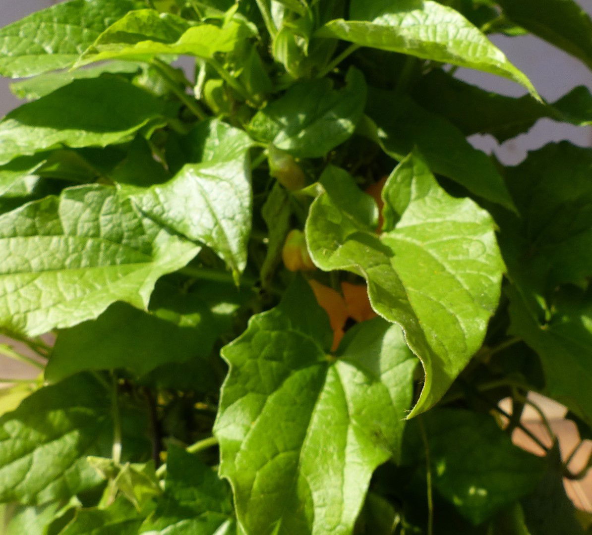 https://cdn.warentuin.nl/media/catalog/product/1/7/1728149900043208_2_warentuin_natuurlijk_perkplanten_thunbergia_suzanne_op_stokj_a785.jpg