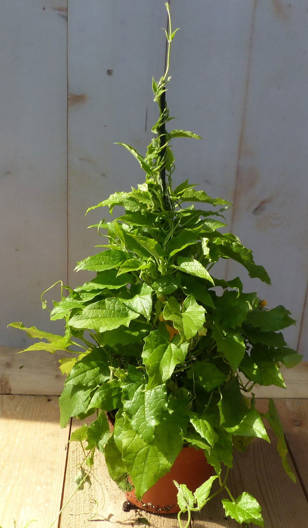 https://cdn.warentuin.nl/media/catalog/product/1/7/1728149900043208_warentuin_natuurlijk_perkplanten_thunbergia_suzanne_op_stokje_d475.jpg