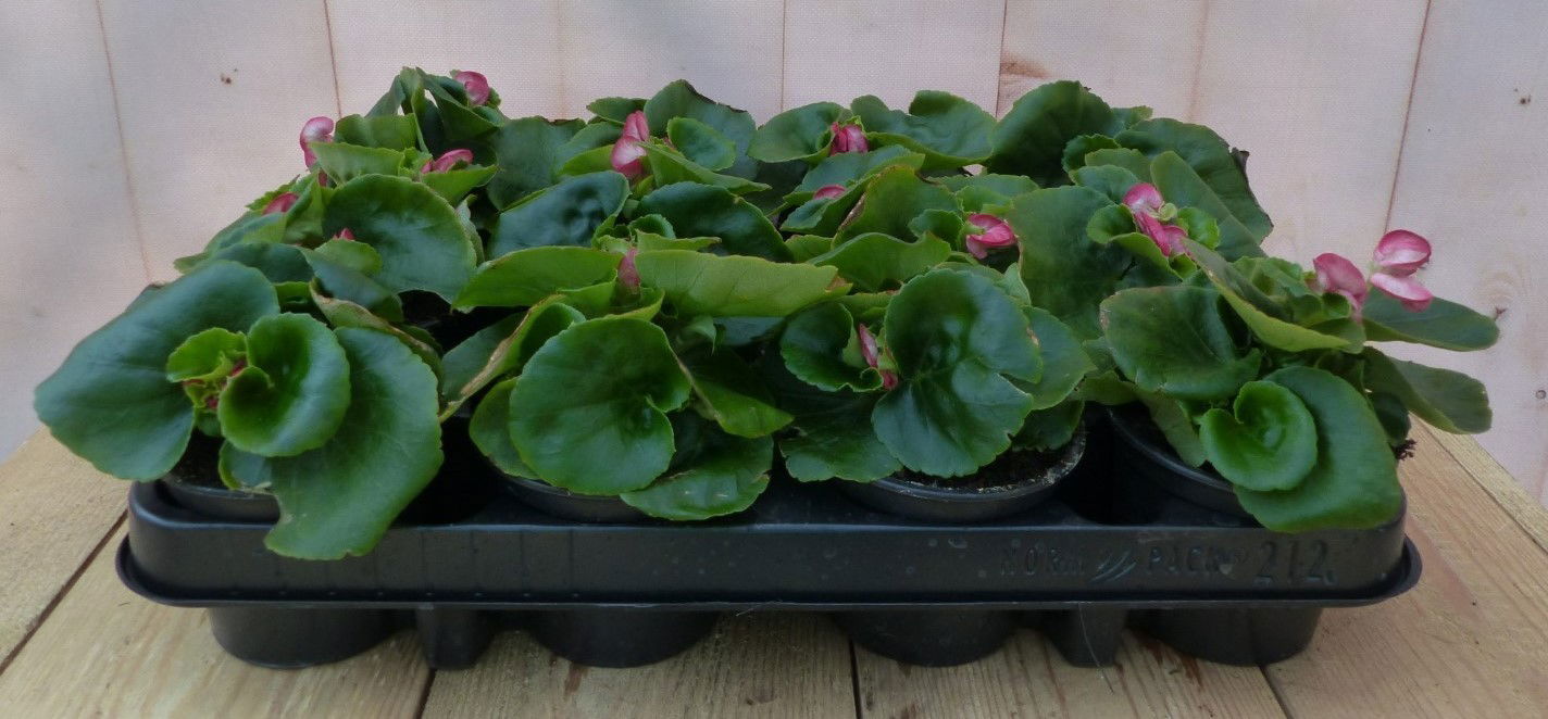 https://cdn.warentuin.nl/media/catalog/product/1/7/1728149900043221_2_warentuin_natuurlijk_buitenplanten_begonia_s_per_bak_12_stuk_c247.jpg