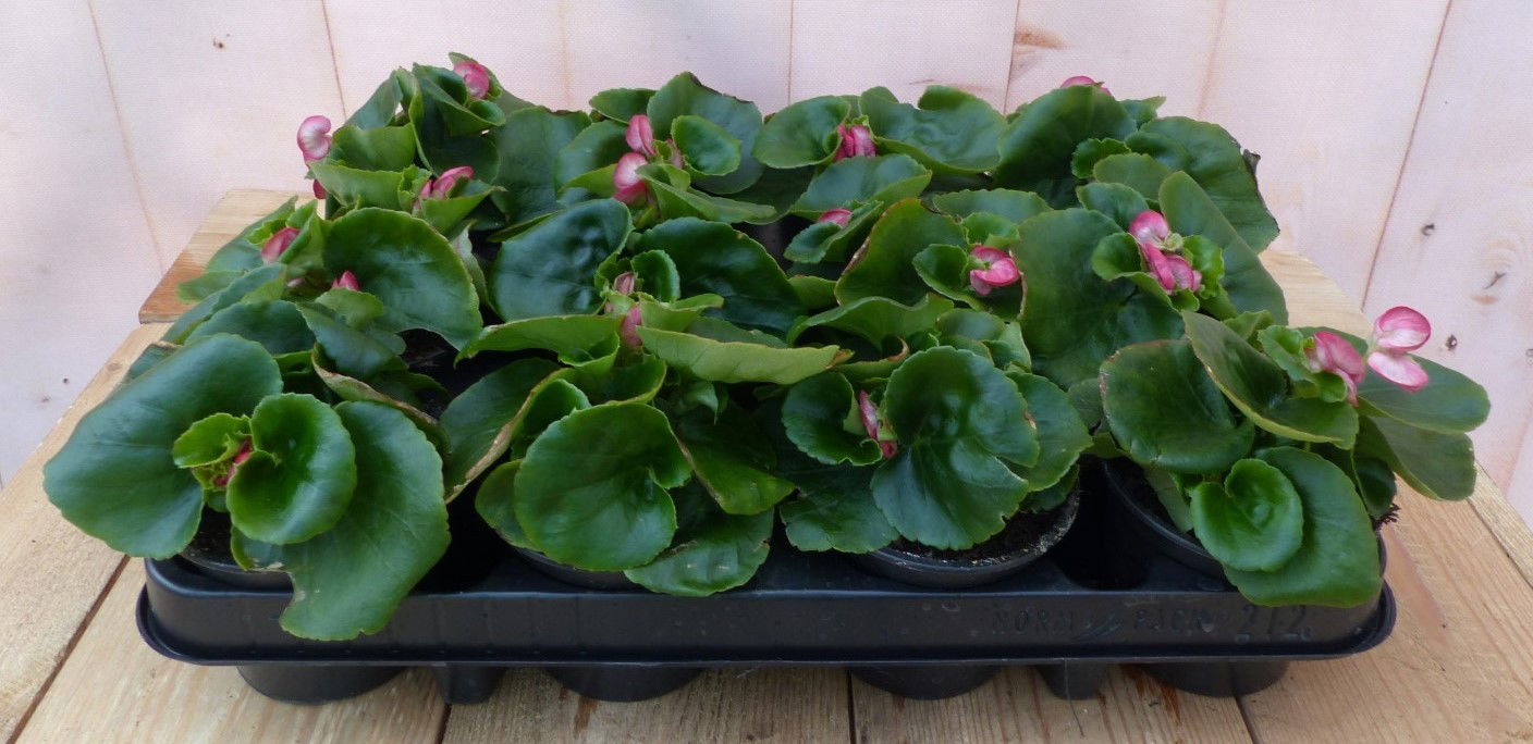 https://cdn.warentuin.nl/media/catalog/product/1/7/1728149900043221_warentuin_natuurlijk_buitenplanten_begonia_s_per_bak_12_stuks__ec55.jpg