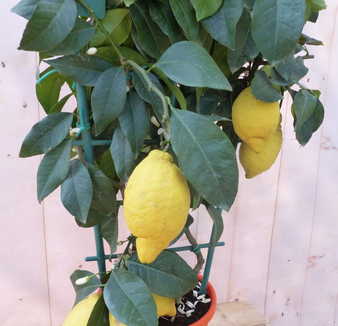 https://cdn.warentuin.nl/media/catalog/product/1/7/1728149900043223_2_warentuin_natuurlijk_buitenplanten_citroen_boompje_op_rekje__5965.jpg