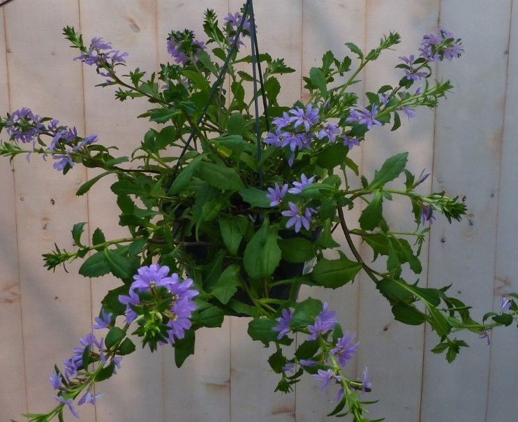 https://cdn.warentuin.nl/media/catalog/product/1/7/1728149900043230_2_warentuin_natuurlijk_buitenplanten_hangplant_waaierbloem_sca_3906.jpg
