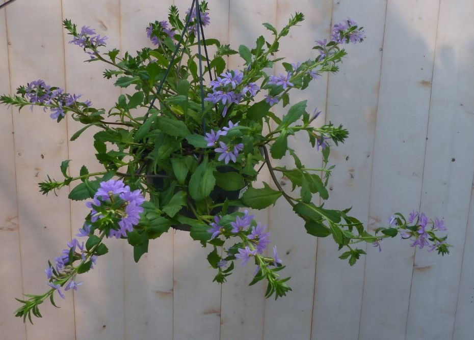 https://cdn.warentuin.nl/media/catalog/product/1/7/1728149900043230_warentuin_natuurlijk_buitenplanten_hangplant_waaierbloem_scaev_0fe3.jpg