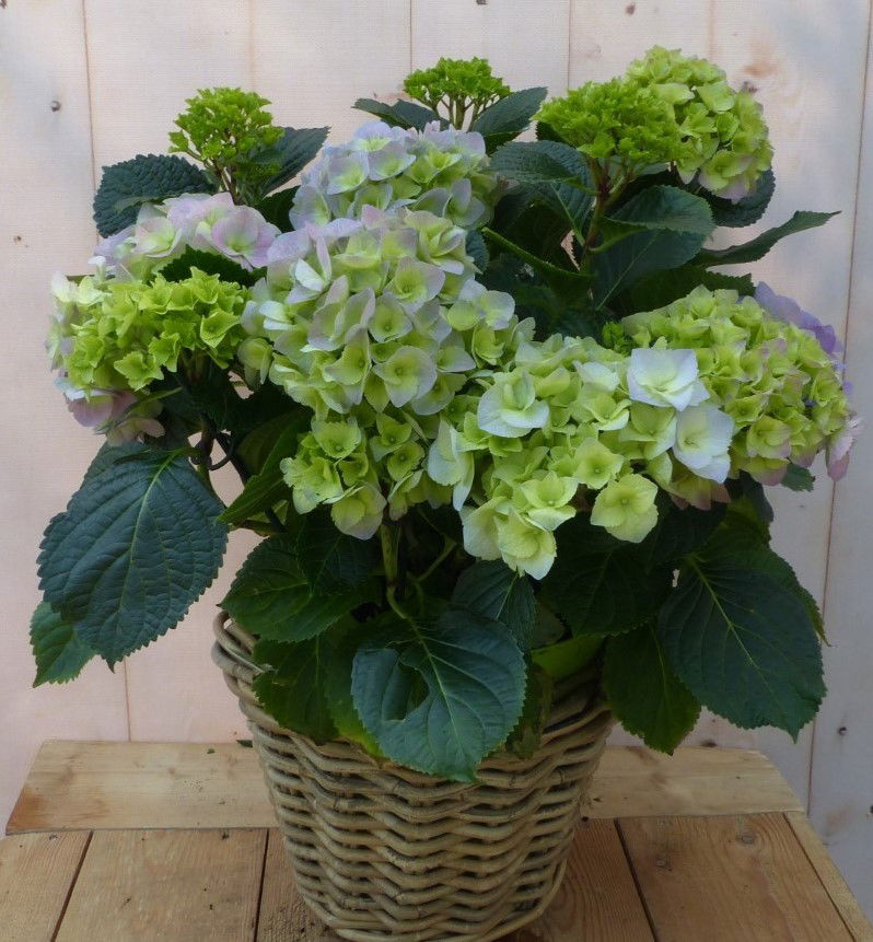 https://cdn.warentuin.nl/media/catalog/product/1/7/1728149900043232_2_warentuin_natuurlijk_buitenplanten_hortensia_in_een_mand_bla_610a.jpg