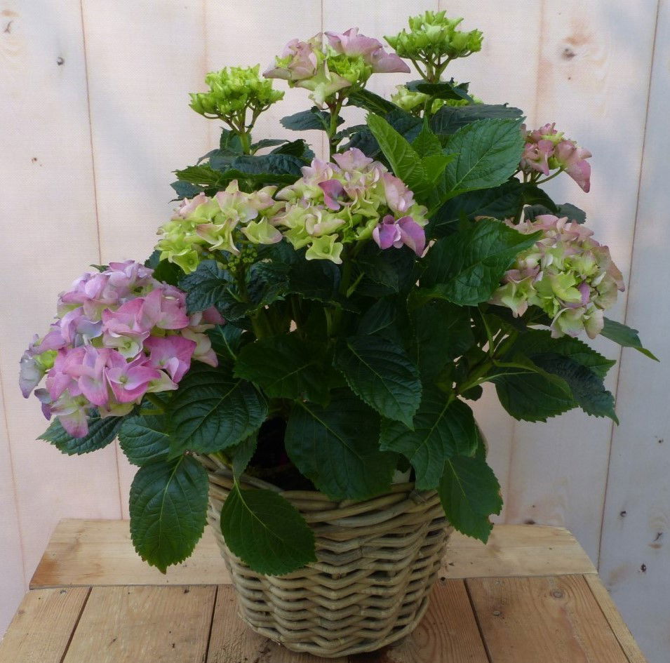https://cdn.warentuin.nl/media/catalog/product/1/7/1728149900043233_2_warentuin_natuurlijk_buitenplanten_hortensia_in_een_mand_roz_5df0.jpg