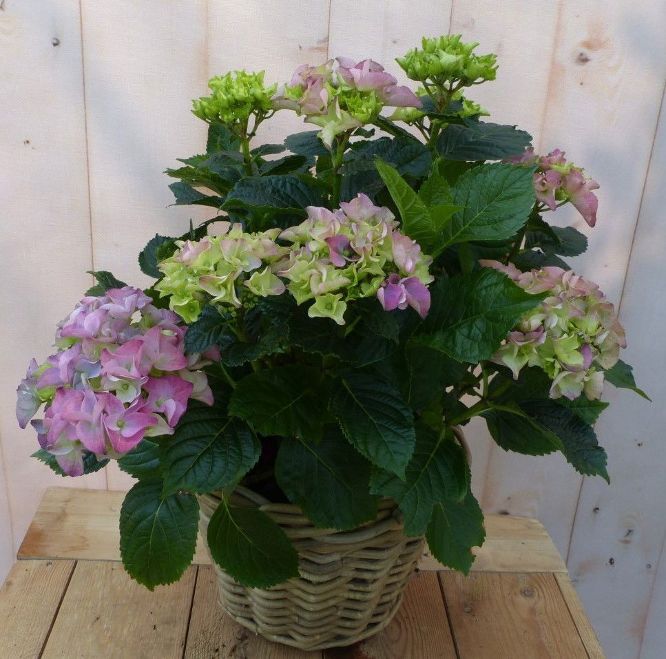 https://cdn.warentuin.nl/media/catalog/product/1/7/1728149900043233_warentuin_natuurlijk_buitenplanten_hortensia_in_een_mand_roze_0ac5.jpg