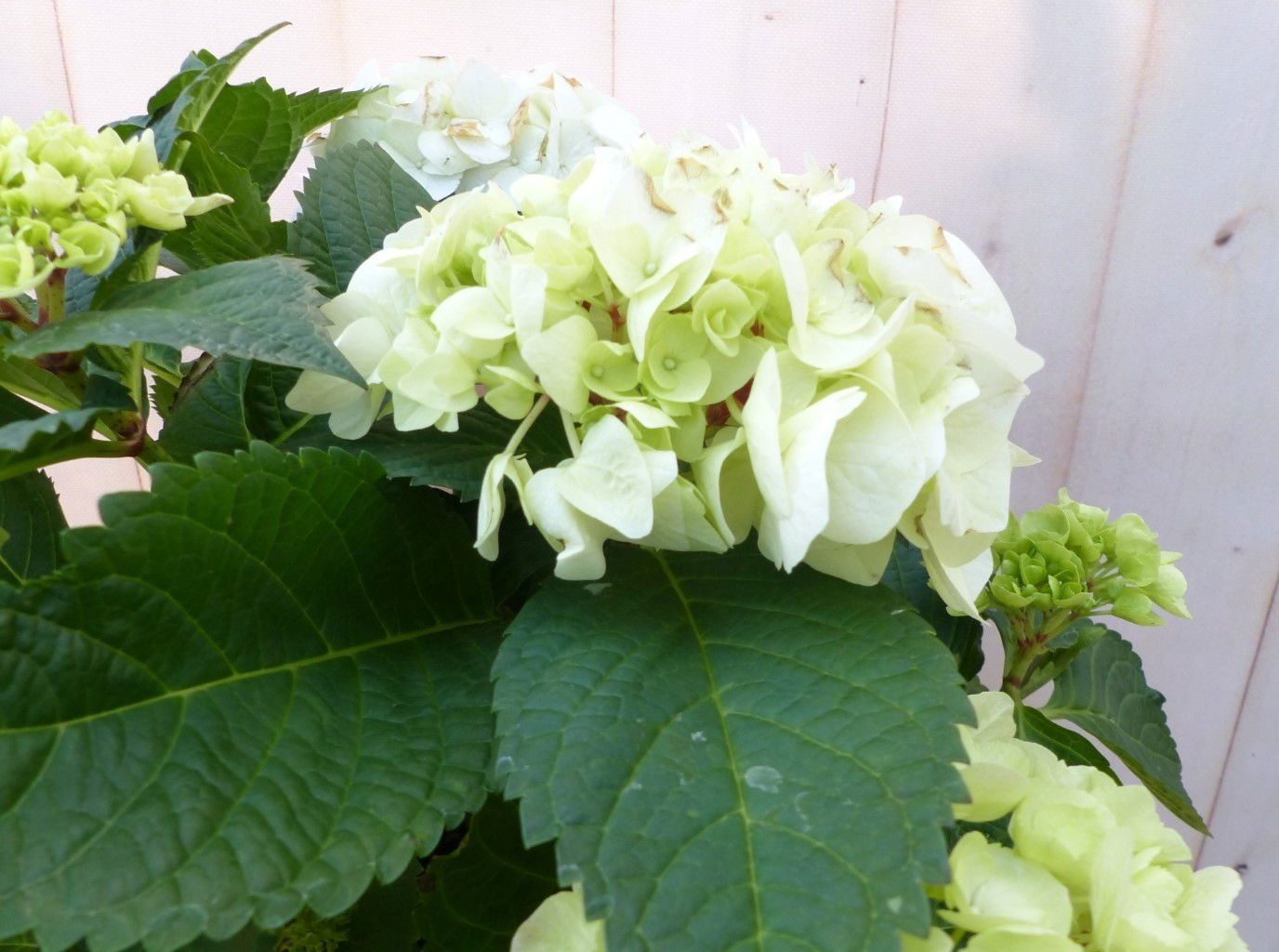 https://cdn.warentuin.nl/media/catalog/product/1/7/1728149900043234_2_warentuin_natuurlijk_buitenplanten_hortensia_in_een_mand_wit_da19.jpg