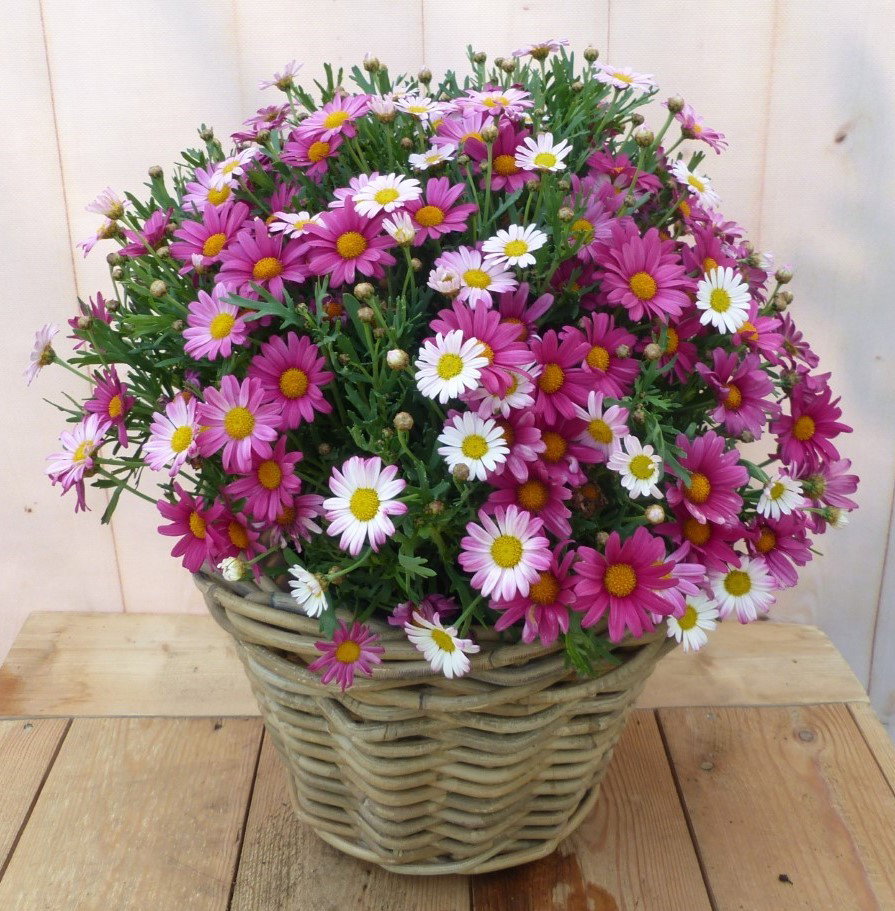 https://cdn.warentuin.nl/media/catalog/product/1/7/1728149900043238_warentuin_natuurlijk_buitenplanten_magriet_roze_in_mand_a8cd.jpg