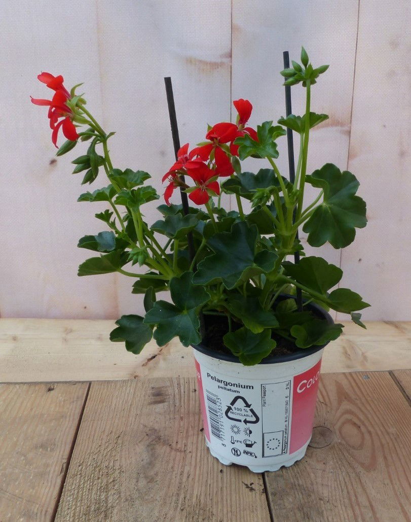 https://cdn.warentuin.nl/media/catalog/product/1/7/1728149900043240_2_warentuin_natuurlijk_buitenplanten_oostenrijkse_geranium_han_6e83.jpg