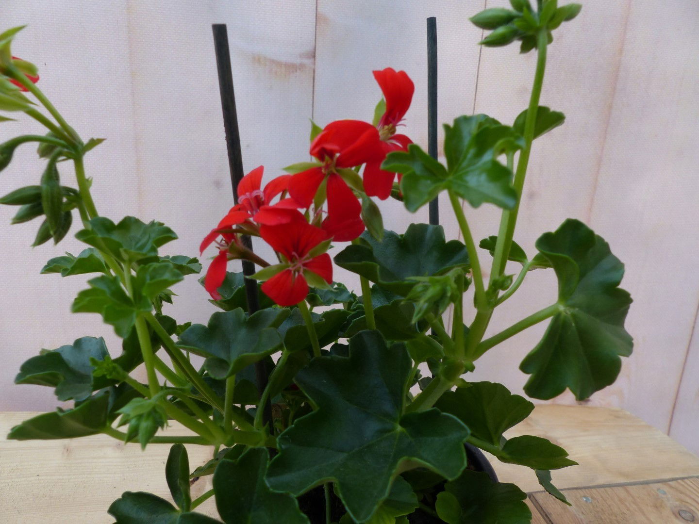 https://cdn.warentuin.nl/media/catalog/product/1/7/1728149900043240_3_warentuin_natuurlijk_buitenplanten_oostenrijkse_geranium_han_0965.jpg