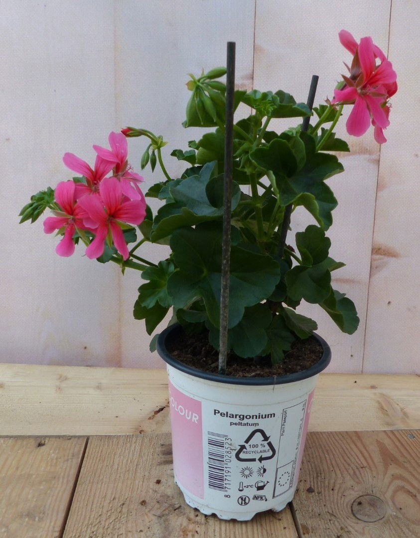 https://cdn.warentuin.nl/media/catalog/product/1/7/1728149900043241_2_warentuin_natuurlijk_buitenplanten_oostenrijkse_geranium_han_c8a3.jpg