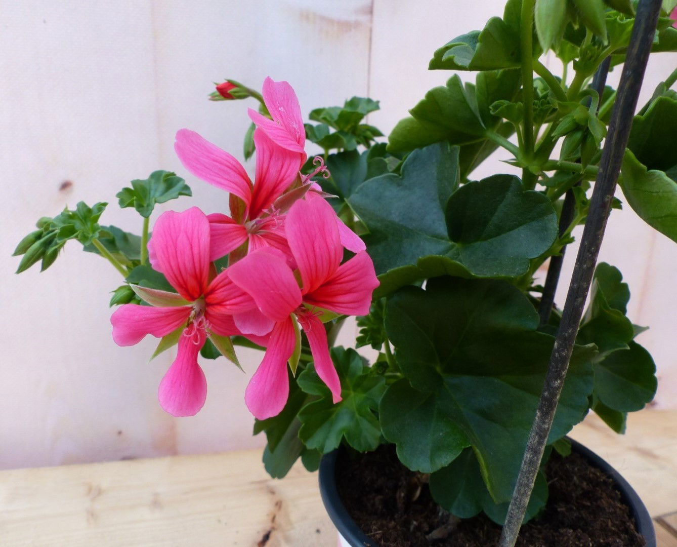 https://cdn.warentuin.nl/media/catalog/product/1/7/1728149900043241_3_warentuin_natuurlijk_buitenplanten_oostenrijkse_geranium_han_5167.jpg