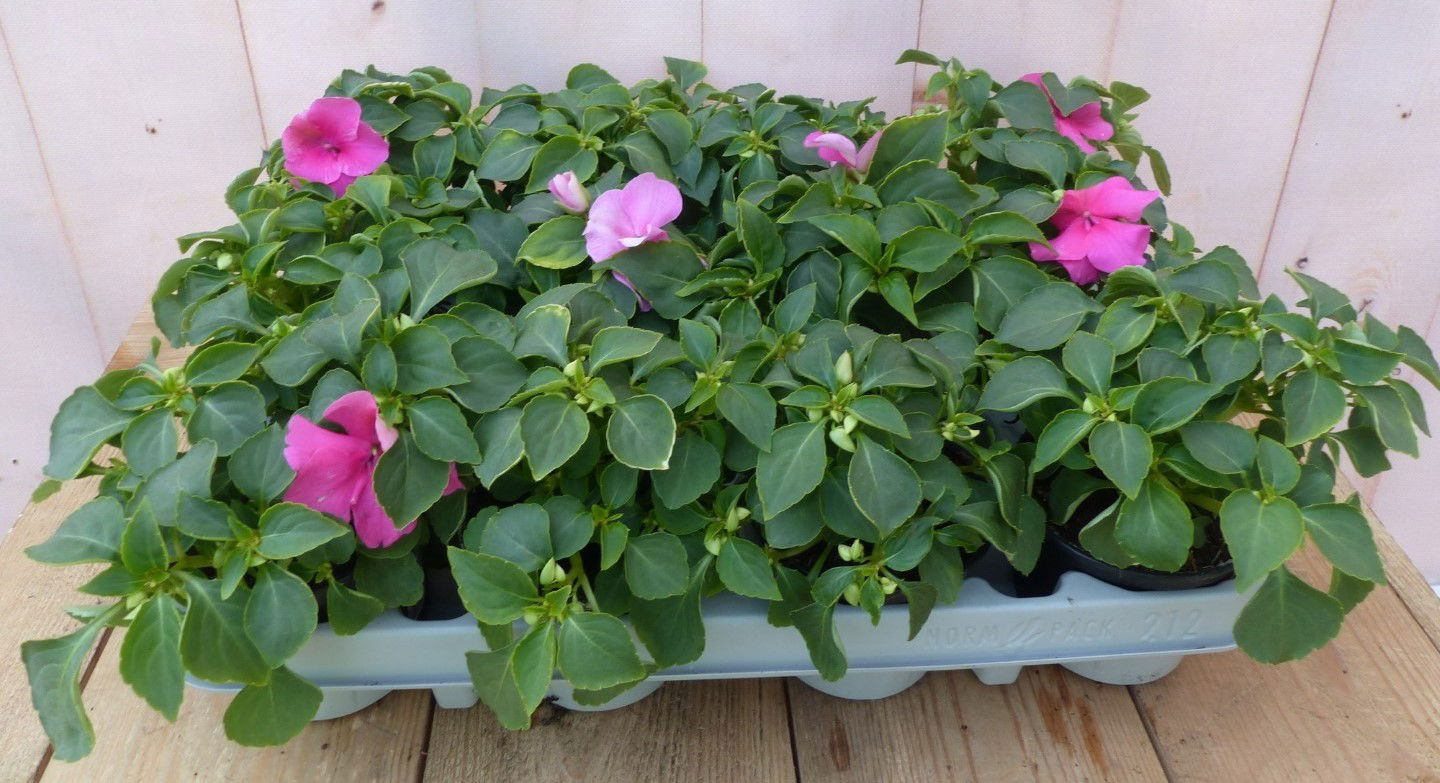https://cdn.warentuin.nl/media/catalog/product/1/7/1728149900043243_2_warentuin_natuurlijk_buitenplanten_vlijtigliesjes_in_een_bak_ccb5.jpg