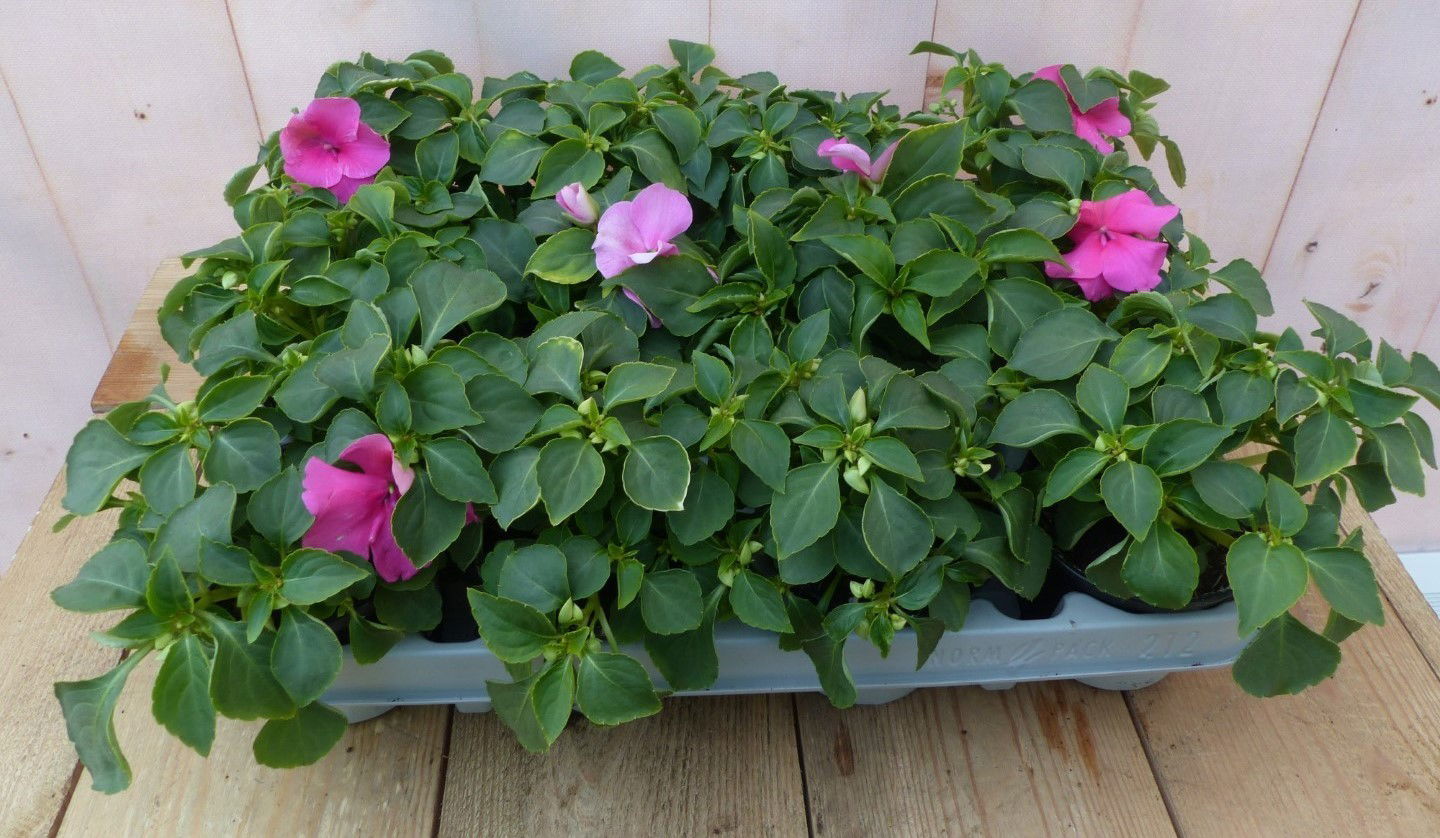https://cdn.warentuin.nl/media/catalog/product/1/7/1728149900043243_warentuin_natuurlijk_buitenplanten_vlijtigliesjes_in_een_bak_1_64b7.jpg
