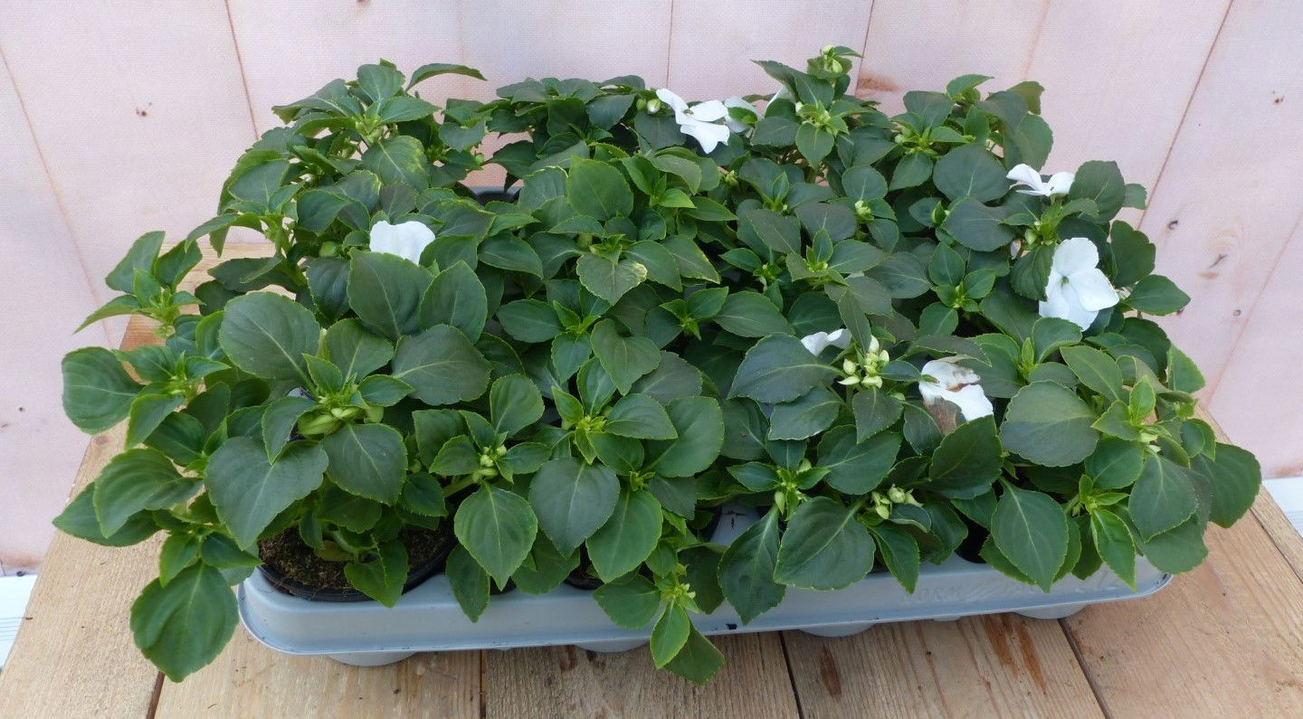 https://cdn.warentuin.nl/media/catalog/product/1/7/1728149900043244_2_warentuin_natuurlijk_buitenplanten_vlijtigliesjes_in_een_bak_c40f.jpg
