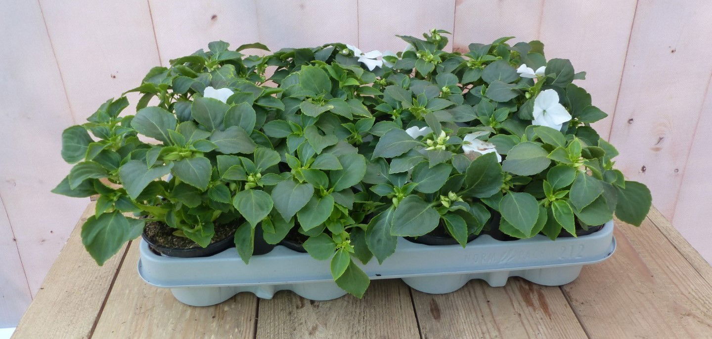 https://cdn.warentuin.nl/media/catalog/product/1/7/1728149900043244_warentuin_natuurlijk_buitenplanten_vlijtigliesjes_in_een_bak_1_443b.jpg