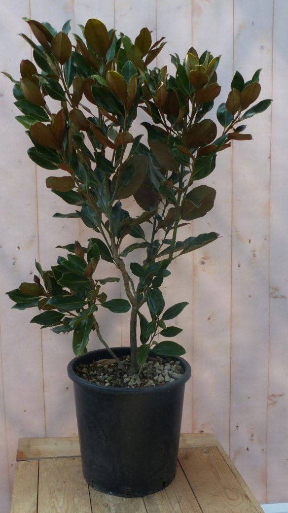 https://cdn.warentuin.nl/media/catalog/product/1/7/1728149900043245_2_warentuin_natuurlijk_buitenplanten_wintergroene_magnolia_120_2f1b.jpg
