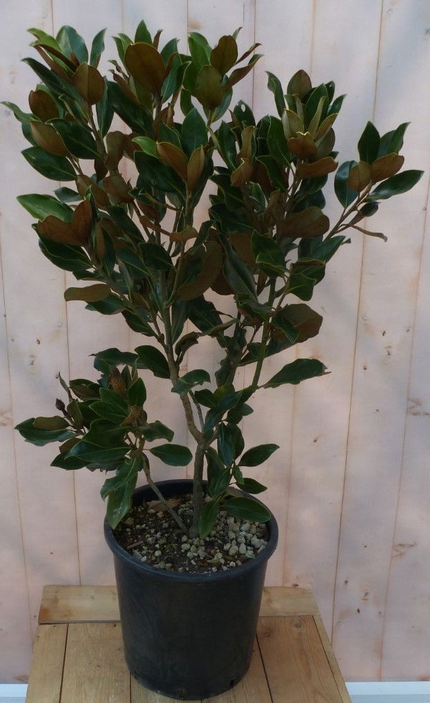 https://cdn.warentuin.nl/media/catalog/product/1/7/1728149900043245_warentuin_natuurlijk_buitenplanten_wintergroene_magnolia_120_c_8f32.jpg