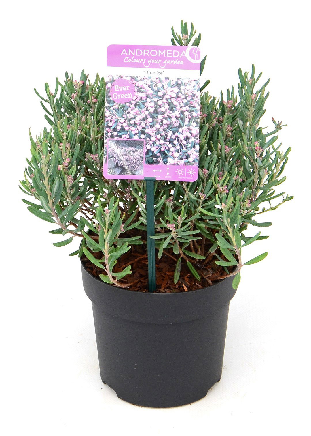 https://cdn.warentuin.nl/media/catalog/product/1/7/1728718182410952_son_koot_tuinplant_lavendelheide_1_3994.jpg