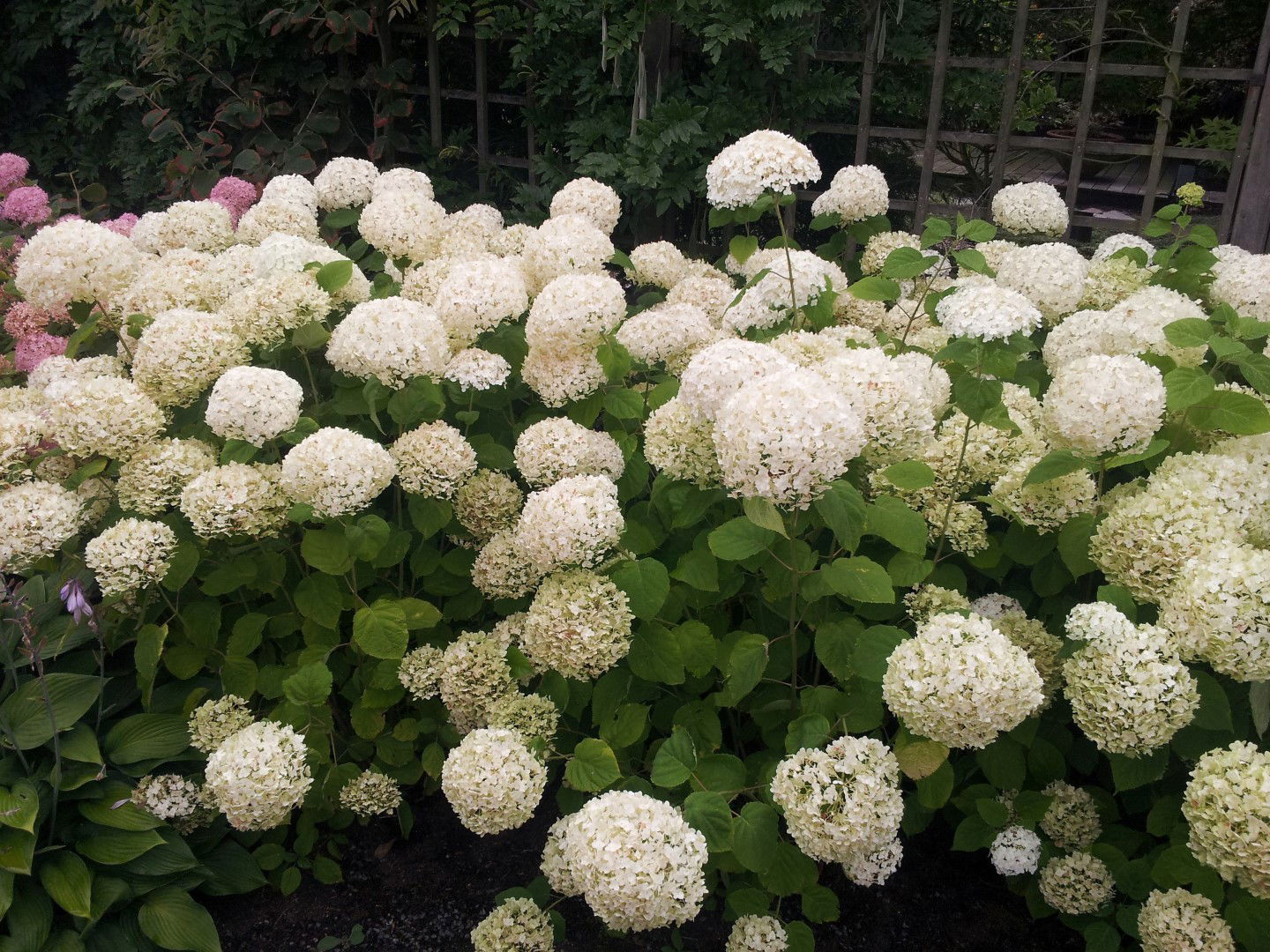 https://cdn.warentuin.nl/media/catalog/product/1/7/1728718182412314_2_leon_van_lint_pluimhortensia_hortensia_strong_annabelle_wit__6e6f.jpg