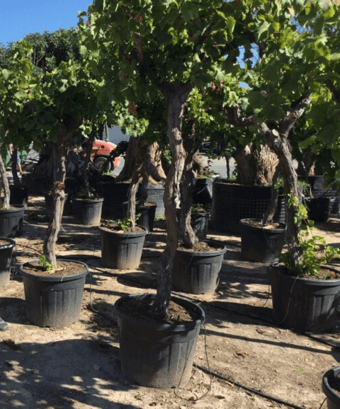 Vitis groot Warentuin Natuurlijk