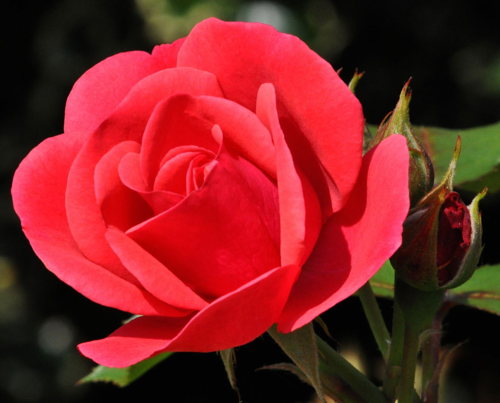 https://cdn.warentuin.nl/media/catalog/product/1/7/1738711969003965_warentuin_rozen_grond_20_liter_8c60.jpg