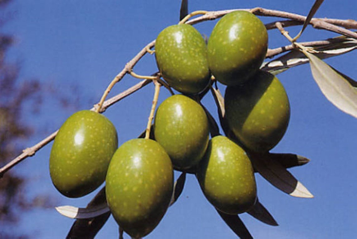 https://cdn.warentuin.nl/media/catalog/product/1/7/1778149900038825_4_warentuin_olijf_olea_europaea_3_a397.jpg