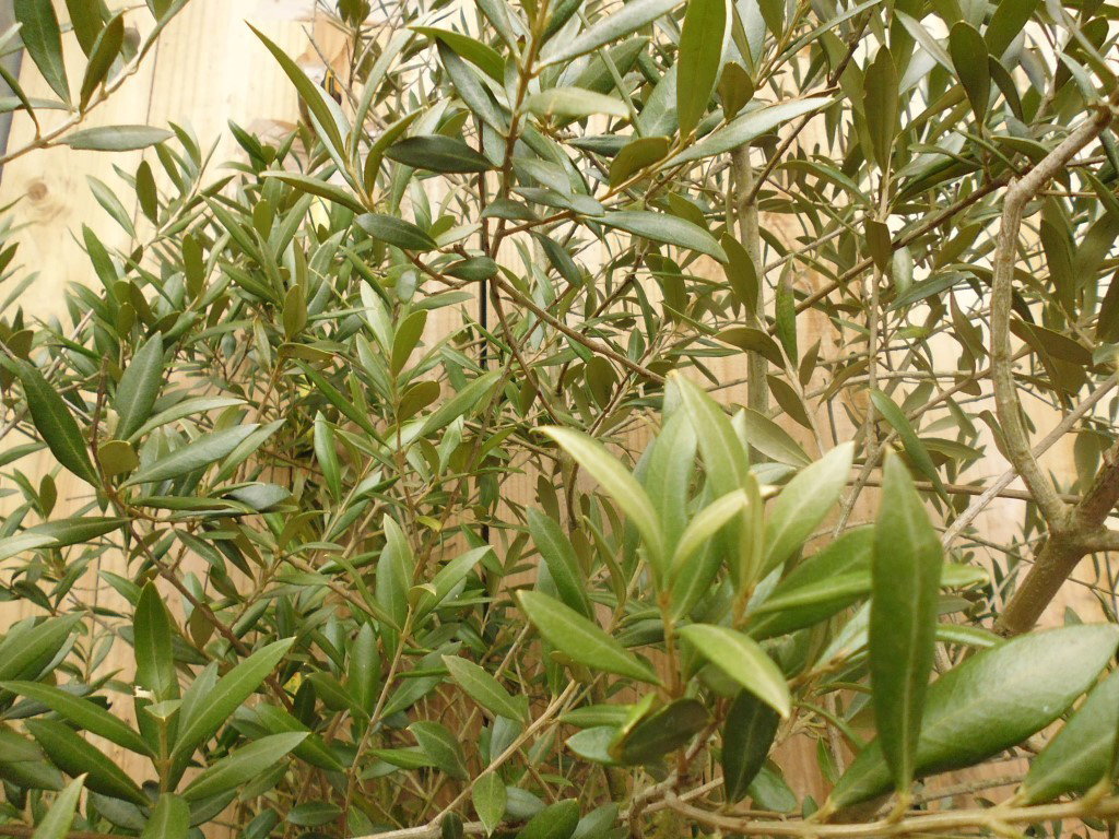 https://cdn.warentuin.nl/media/catalog/product/1/7/1778149900038829_2_warentuin_olijf_olea_europaea_2_21cd.jpg