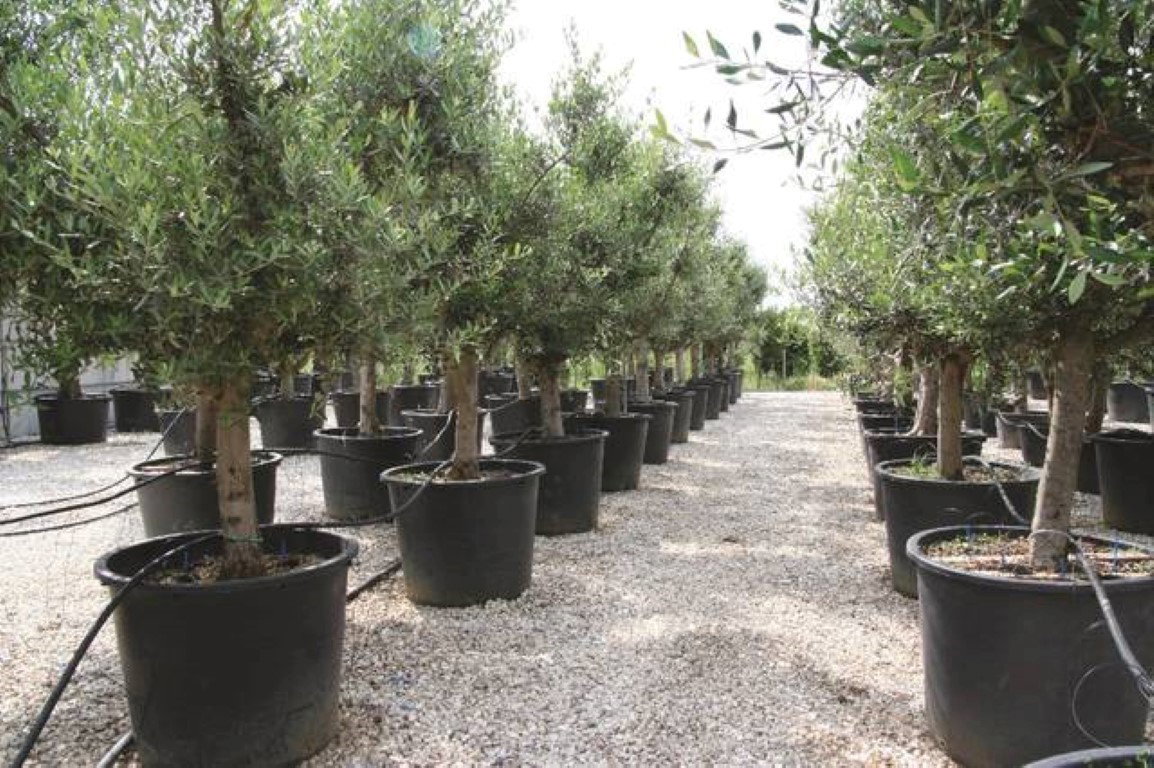 https://cdn.warentuin.nl/media/catalog/product/1/7/1778149900038829_4_warentuin_olijf_olea_europaea_2_1_1_1_1_a95f.jpg