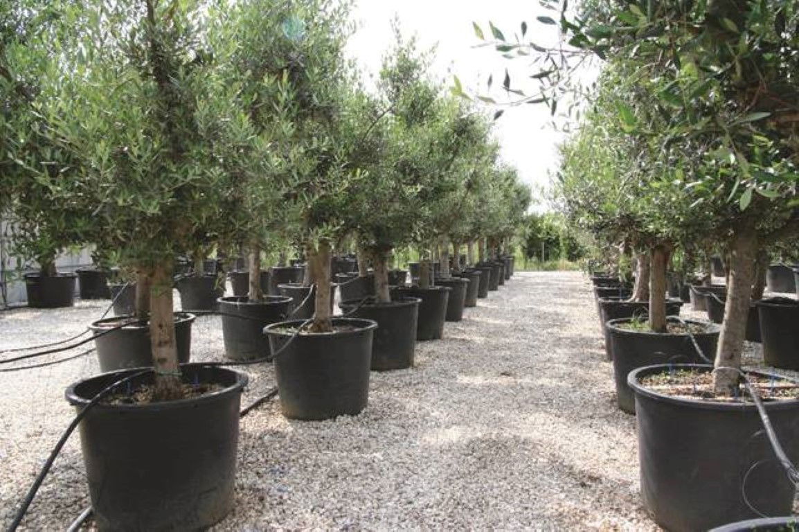 https://cdn.warentuin.nl/media/catalog/product/1/7/1778149900038829_4_warentuin_olijf_olea_europaea_2_1_2_1_0063.jpg
