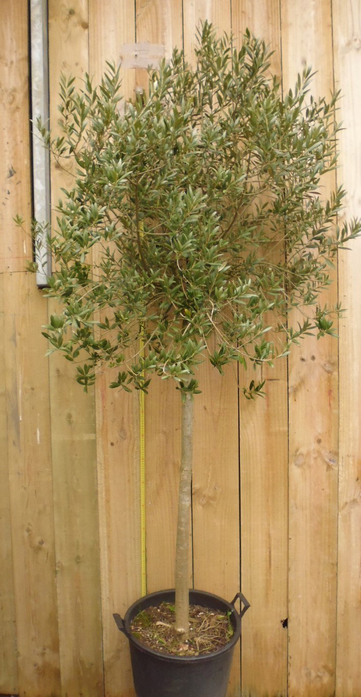 https://cdn.warentuin.nl/media/catalog/product/1/7/1778149900038829_warentuin_olijf_olea_europaea_2_70aa.jpg