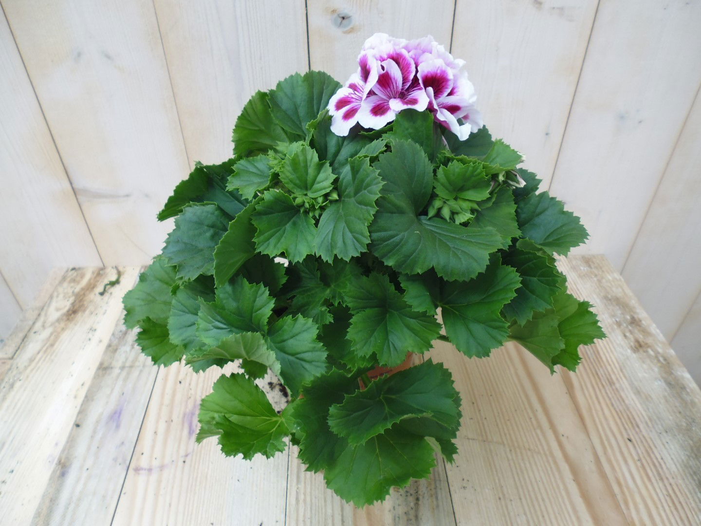 https://cdn.warentuin.nl/media/catalog/product/1/7/1778149900039620_warentuin_perkplant_franse_geranium_lichtroze_wit_1_85f2.jpg