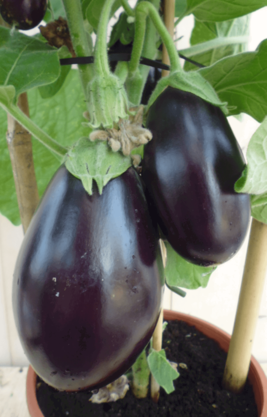 https://cdn.warentuin.nl/media/catalog/product/1/7/1778149900039634_2_warentuin_groenteplant_aubergineplant_1_a514.png