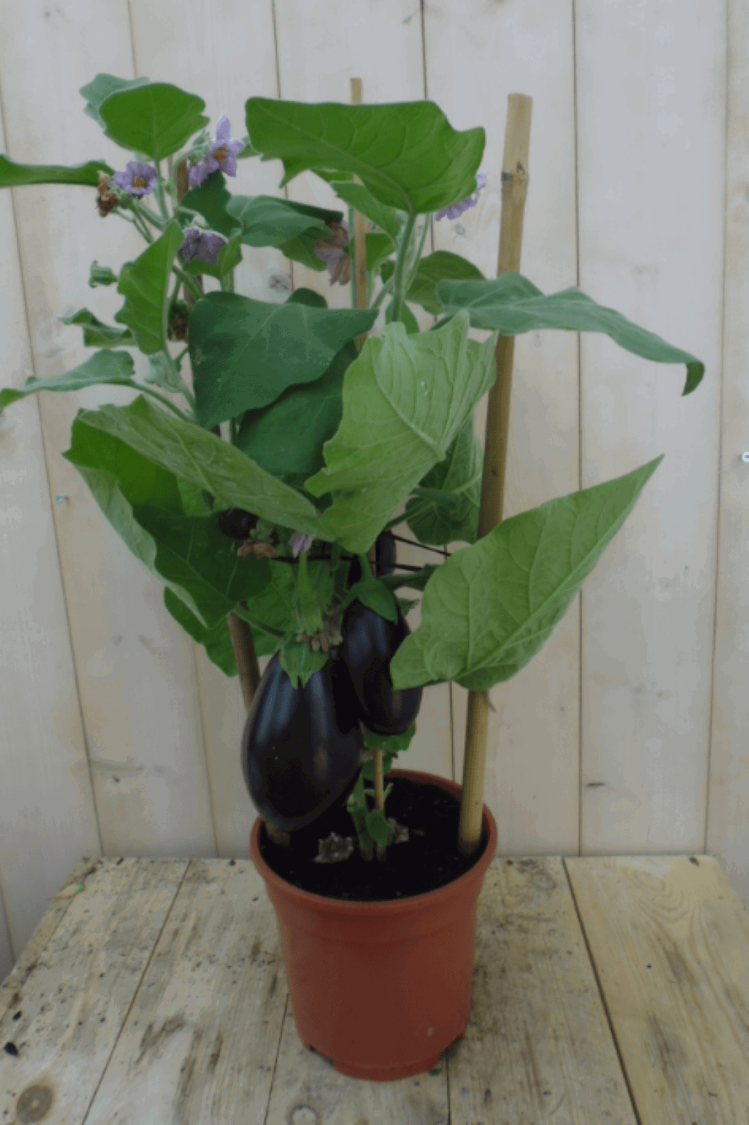 https://cdn.warentuin.nl/media/catalog/product/1/7/1778149900039634_warentuin_groenteplant_aubergineplant_1_4546.png