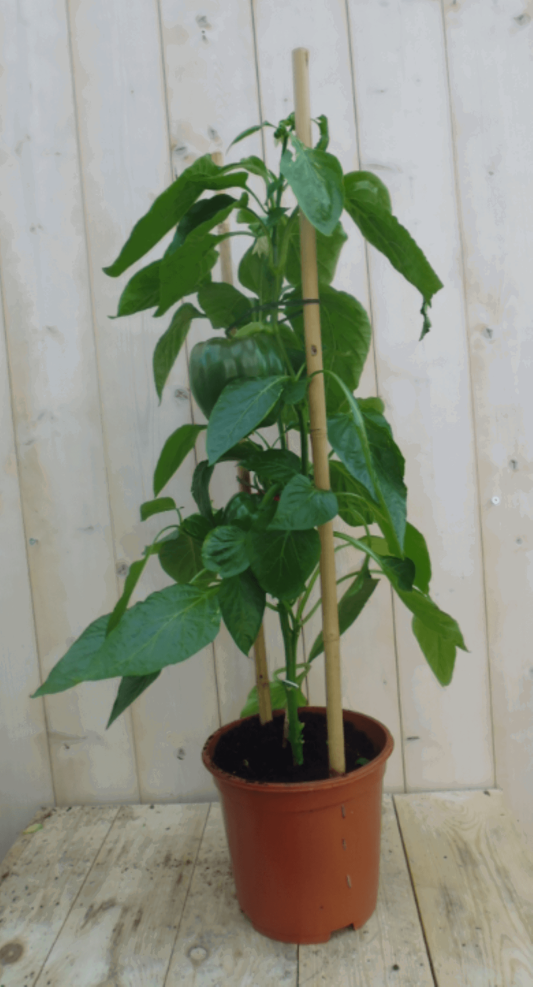 https://cdn.warentuin.nl/media/catalog/product/1/7/1778149900039635_warentuin_groenteplant_paprikaplant_geel_1_61c9.png