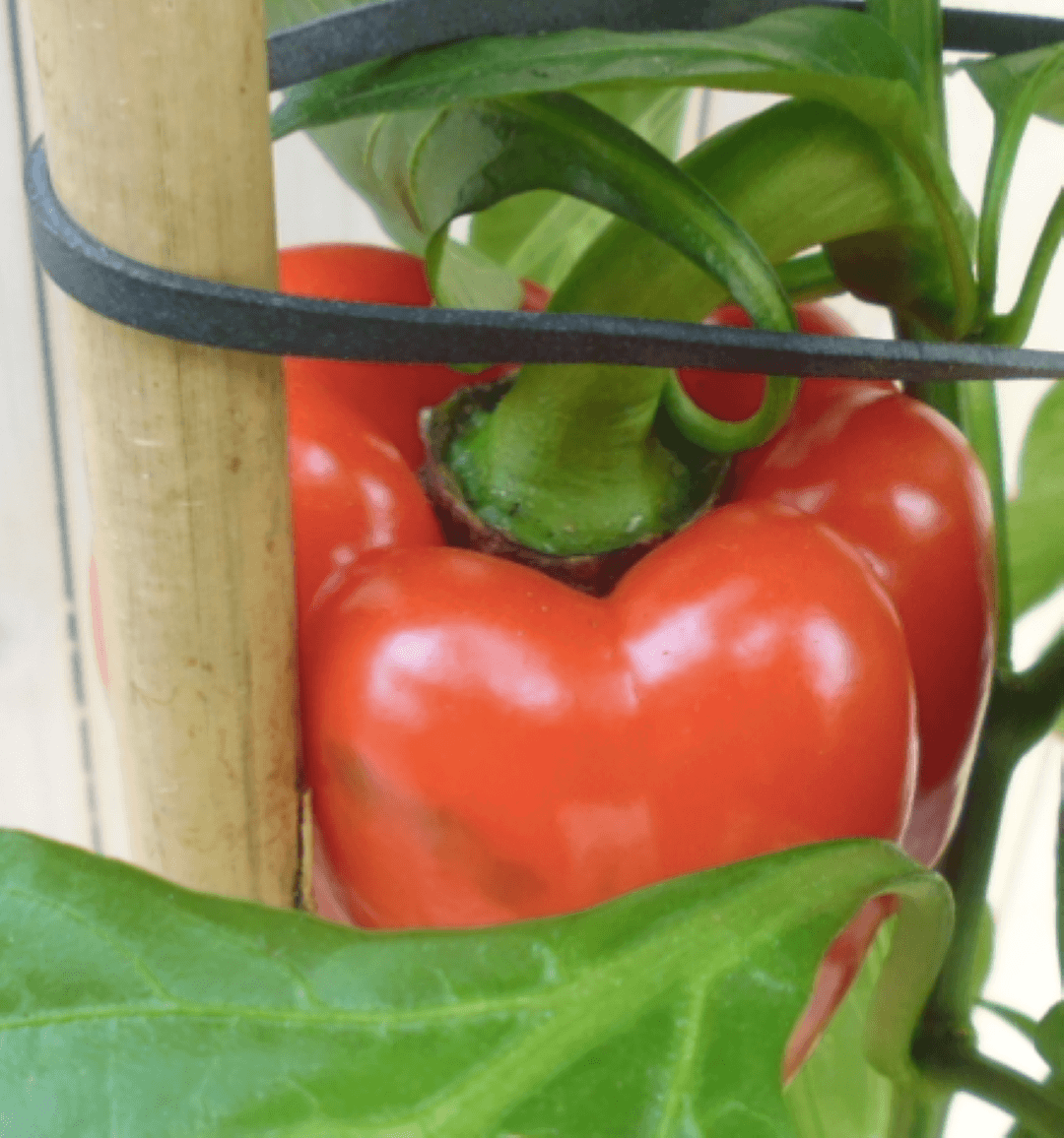 https://cdn.warentuin.nl/media/catalog/product/1/7/1778149900039636_2_warentuin_groenteplant_paprikaplant_rood_1_89b4.png