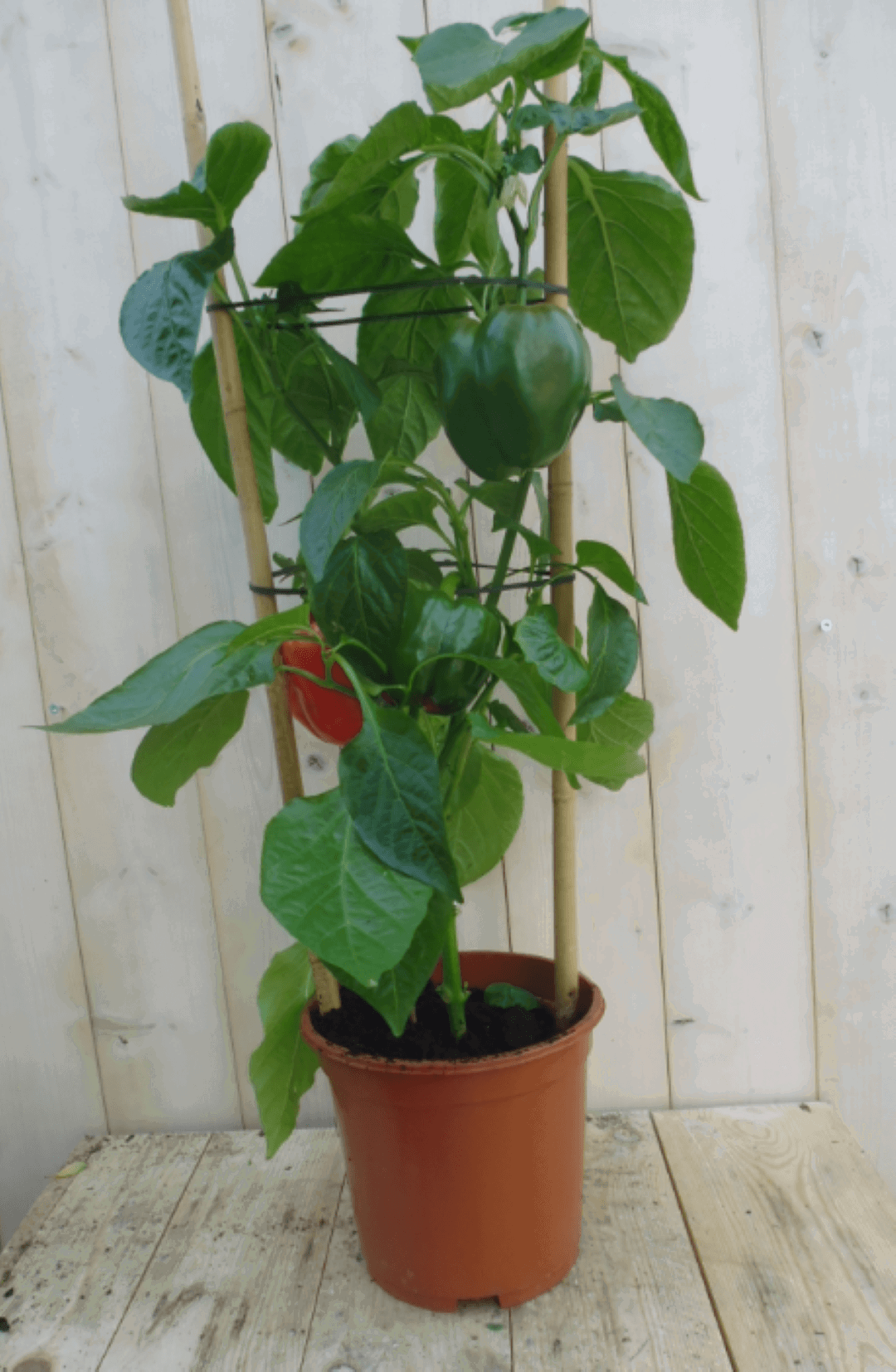 https://cdn.warentuin.nl/media/catalog/product/1/7/1778149900039636_warentuin_groenteplant_paprikaplant_rood_1_b2e9.png
