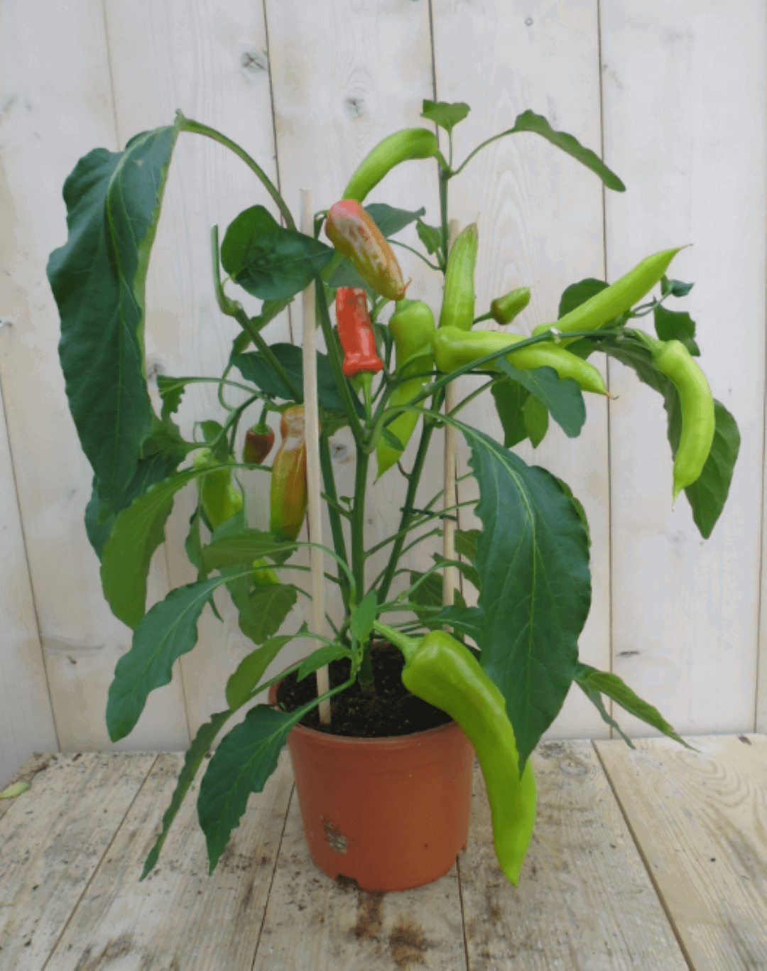 https://cdn.warentuin.nl/media/catalog/product/1/7/1778149900039637_warentuin_groenteplant_peperplant_1_beb9.png