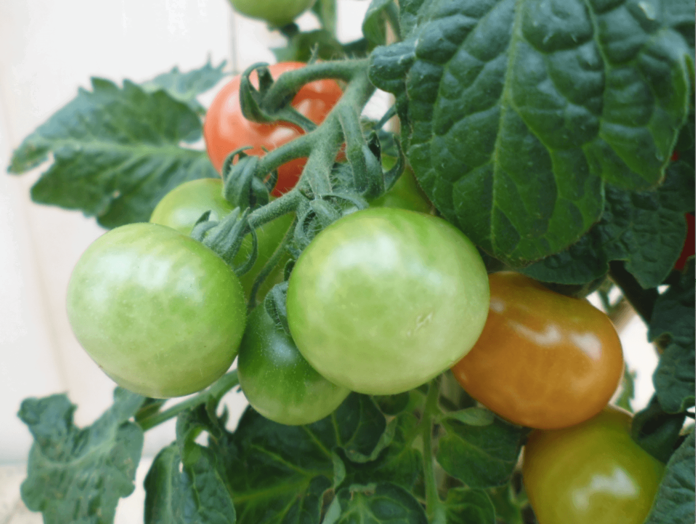 https://cdn.warentuin.nl/media/catalog/product/1/7/1778149900039638_2_warentuin_groenteplant_tomatenplant_1_1b2b.png