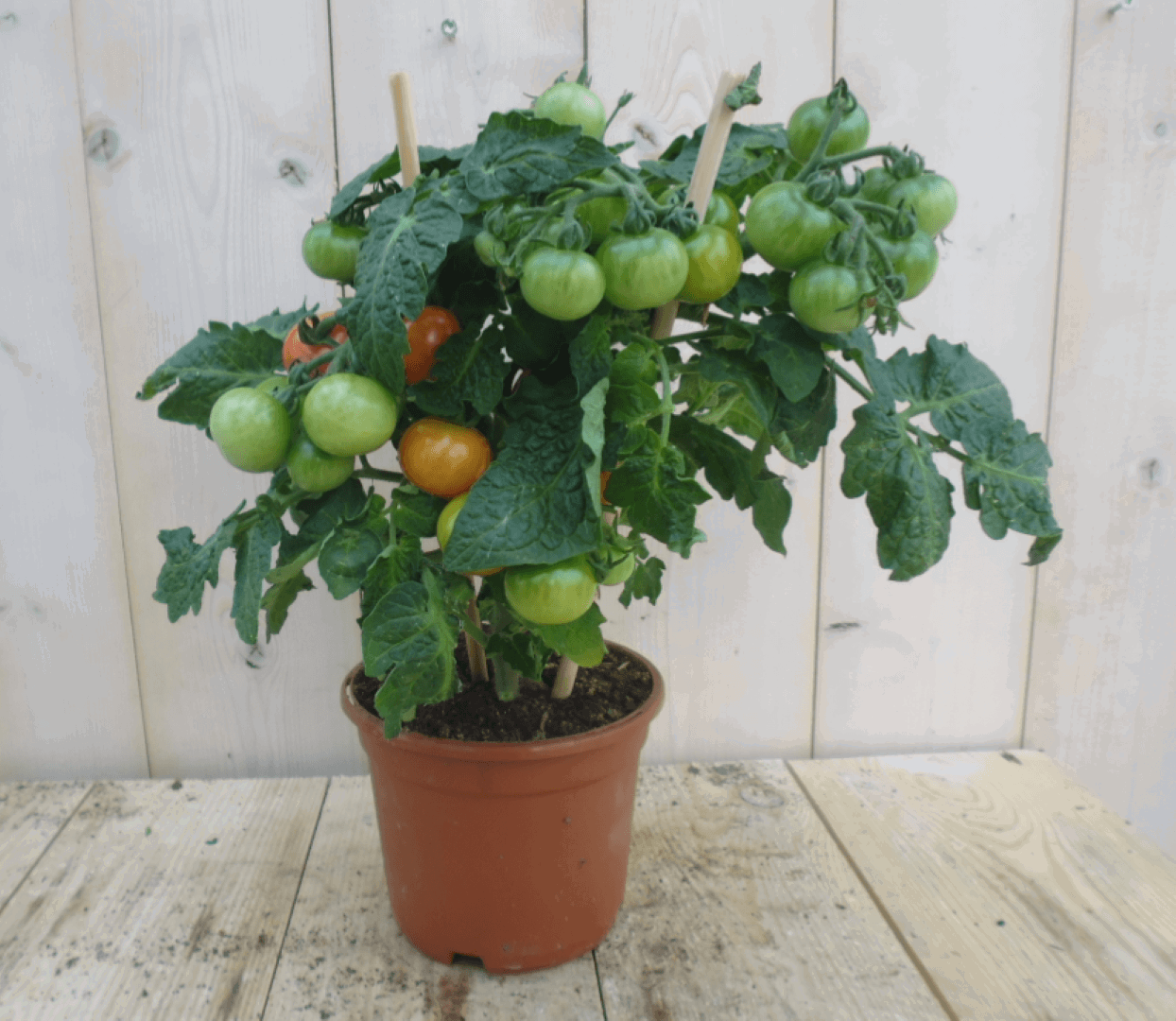https://cdn.warentuin.nl/media/catalog/product/1/7/1778149900039638_warentuin_groenteplant_tomatenplant_1_8e0d.png