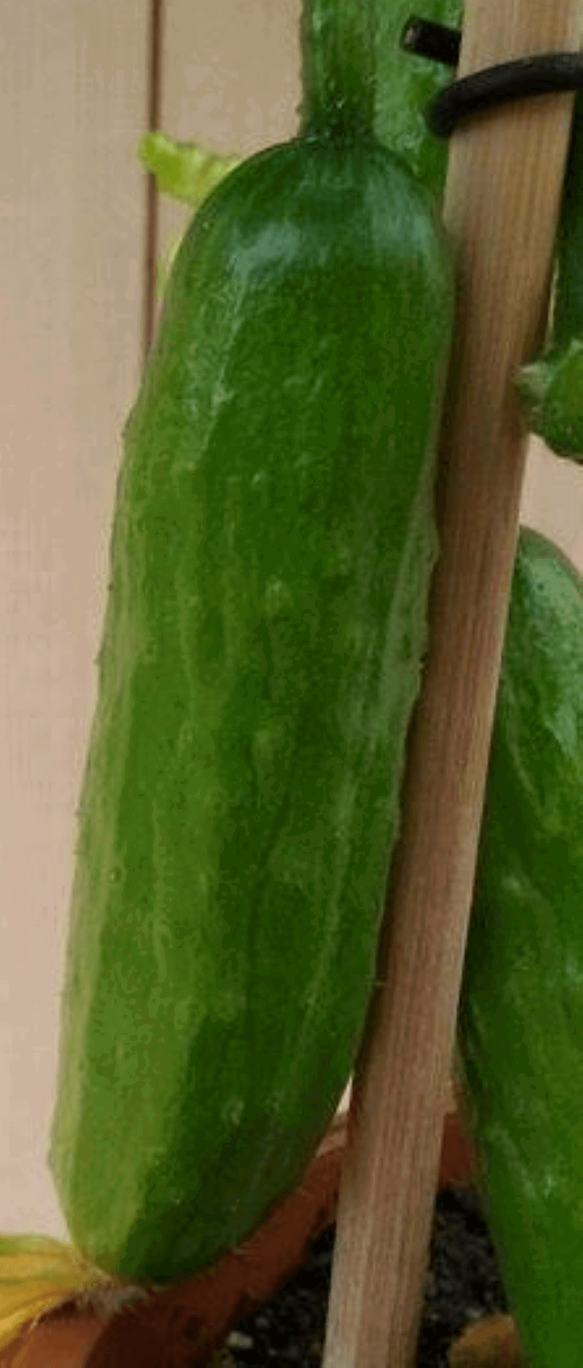 https://cdn.warentuin.nl/media/catalog/product/1/7/1778149900039639_2_warentuin_groenteplant_komkommerplant_1_e420.png