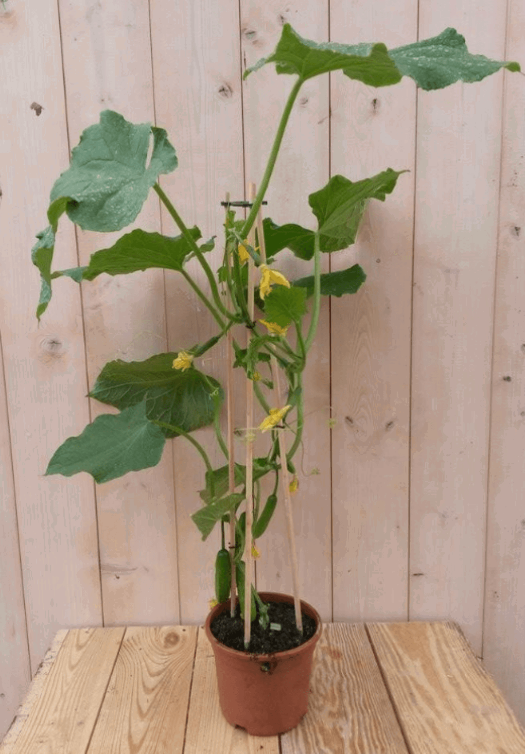 https://cdn.warentuin.nl/media/catalog/product/1/7/1778149900039639_warentuin_groenteplant_komkommerplant_1_f1e4.png