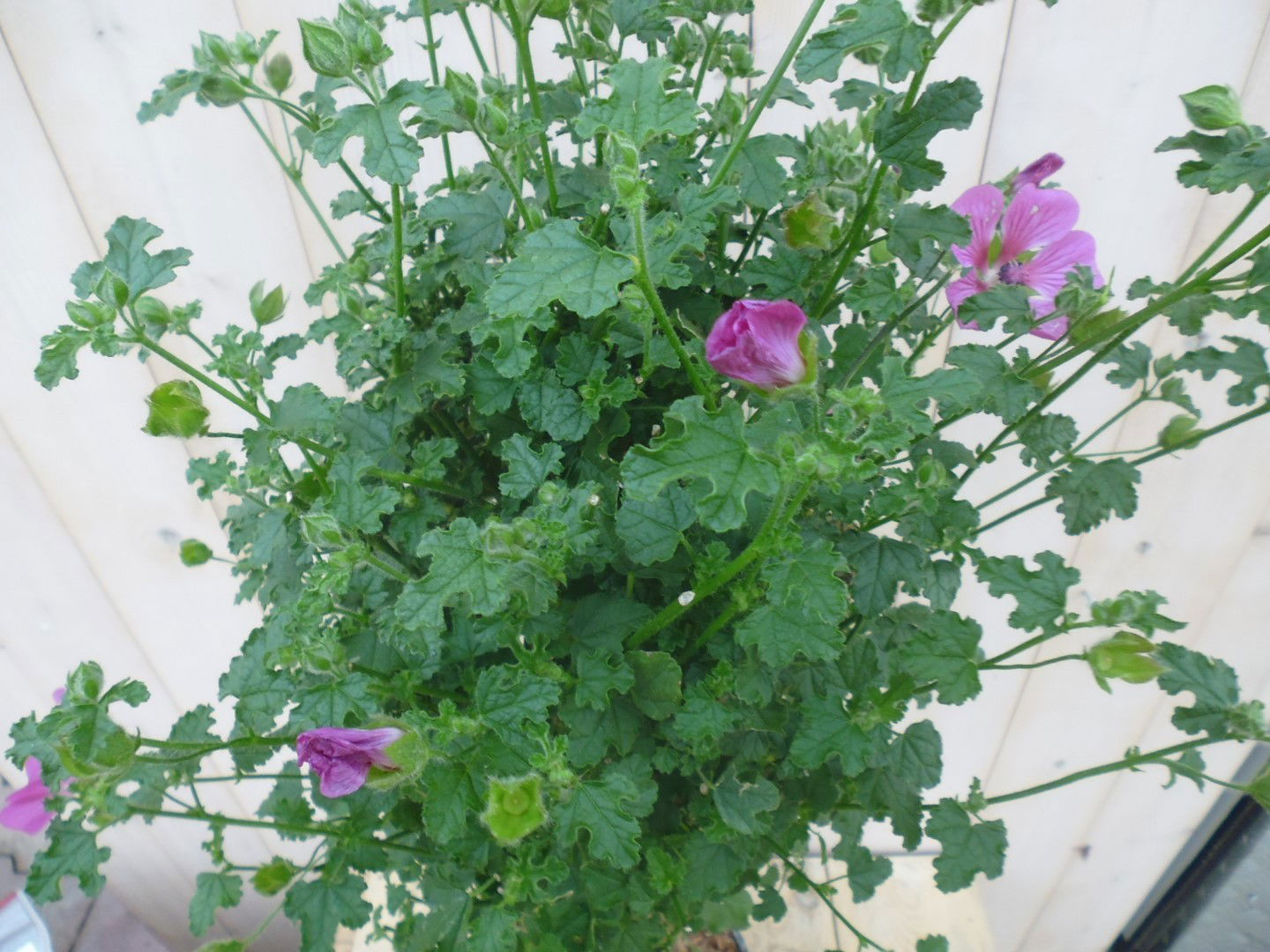 https://cdn.warentuin.nl/media/catalog/product/1/7/1778149900039644_2_warentuin_kuipplant_kaapse_malva_anisodontea_elegans_princes_a175.jpg