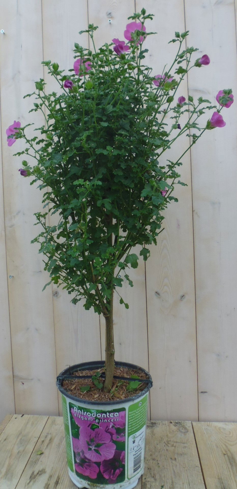 https://cdn.warentuin.nl/media/catalog/product/1/7/1778149900039644_warentuin_kuipplant_kaapse_malva_anisodontea_elegans_princess__0620.jpg
