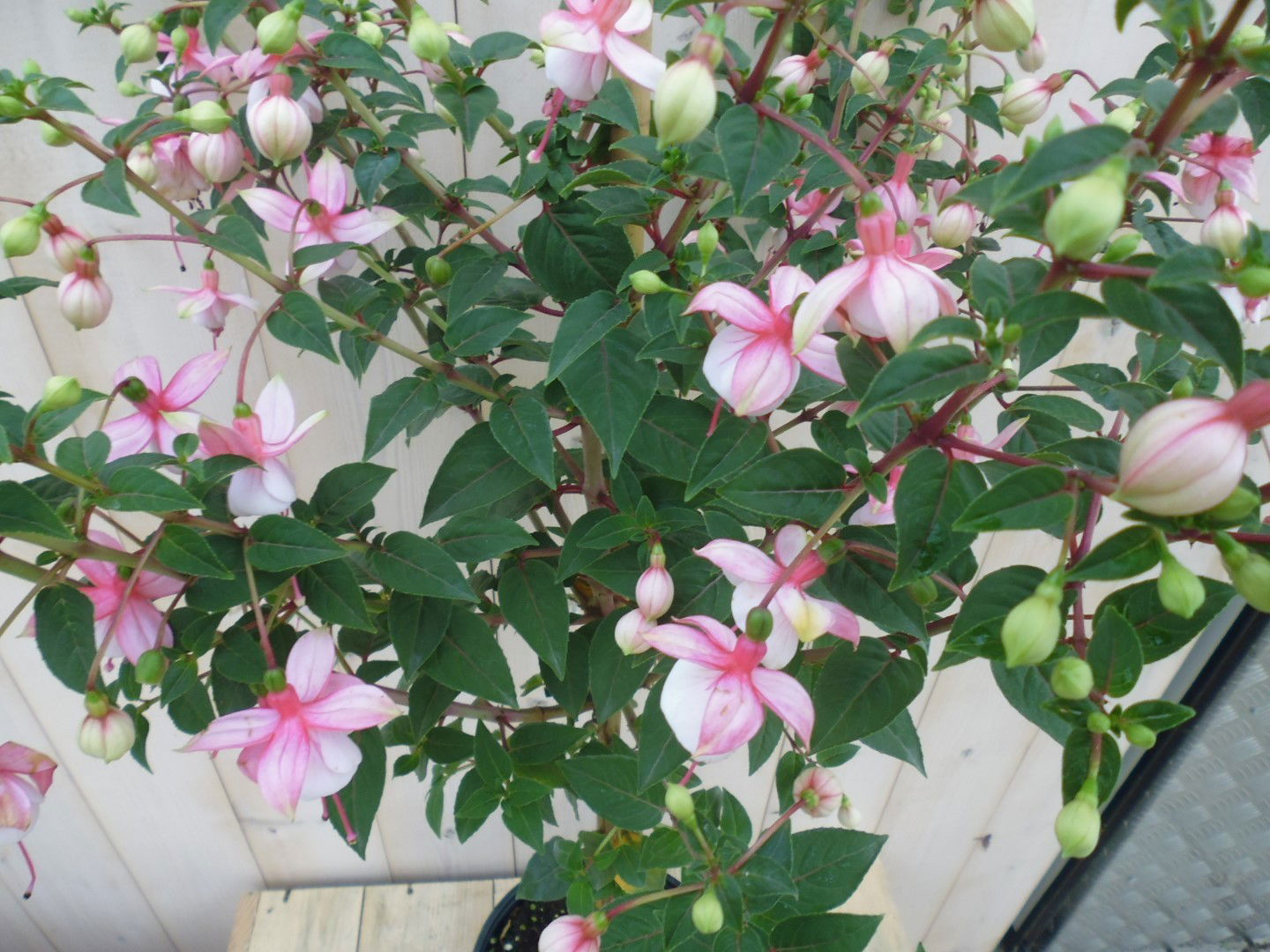 https://cdn.warentuin.nl/media/catalog/product/1/7/1778149900039645_2_warentuin_kuipplant_fuchsia_op_stam_90_cm_1_1_8031.jpg