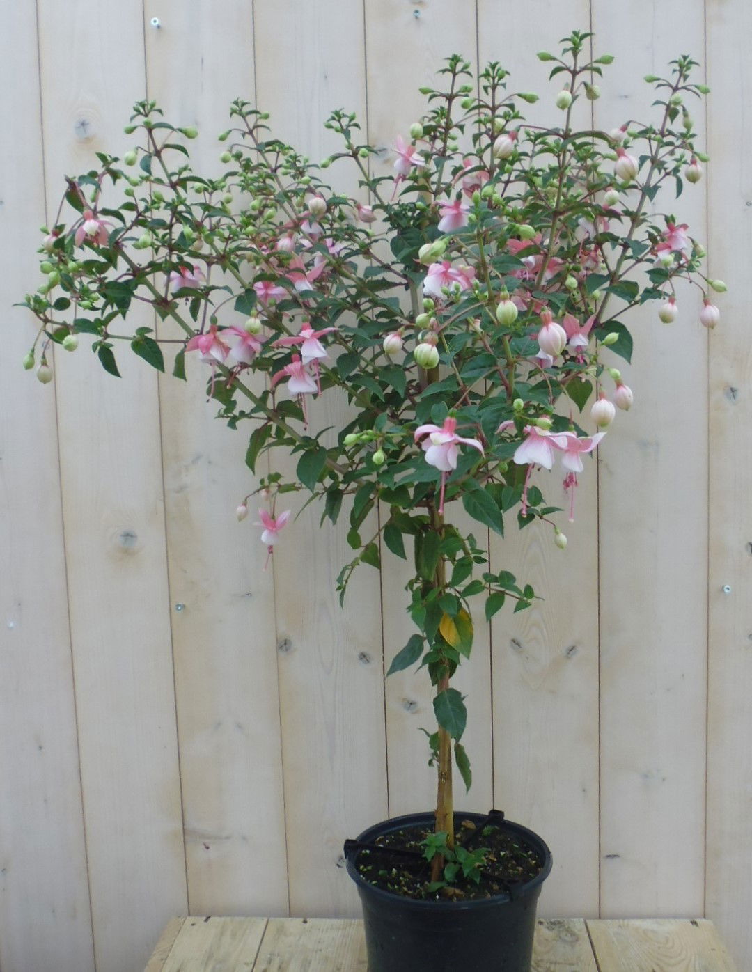 https://cdn.warentuin.nl/media/catalog/product/1/7/1778149900039645_warentuin_kuipplant_fuchsia_op_stam_90_cm_1_1_1e42.jpg