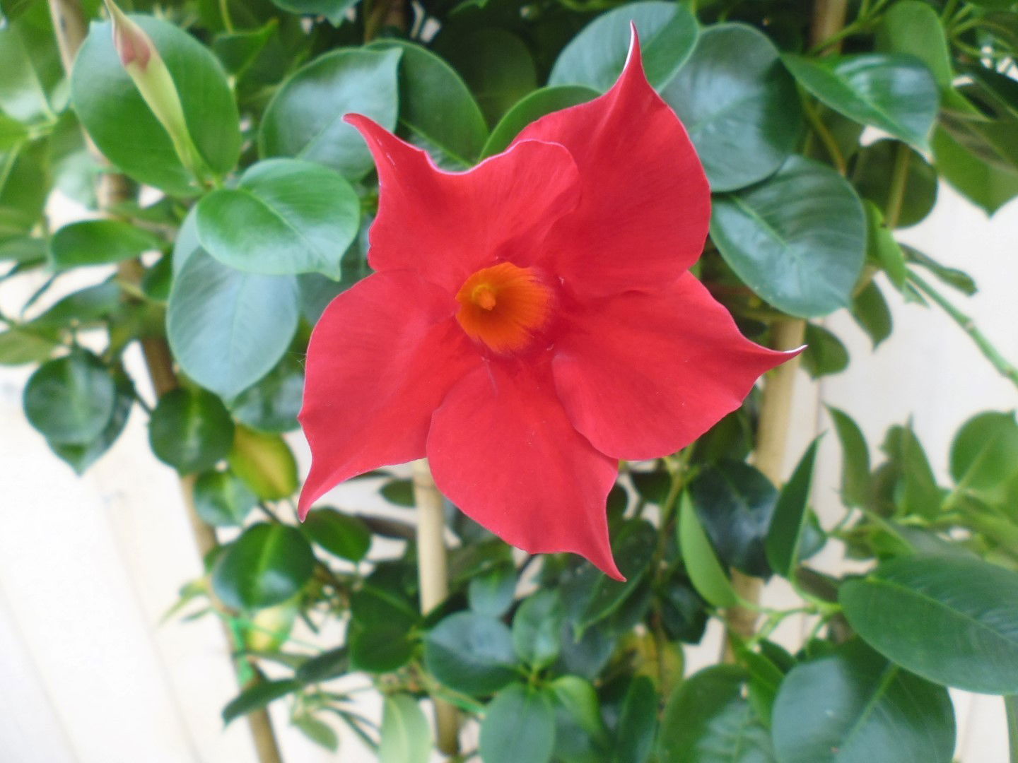 https://cdn.warentuin.nl/media/catalog/product/1/7/1778149900039646_2_warentuin_kuipplant_dipladenia_rood_90_cm_1_0fb3.jpg