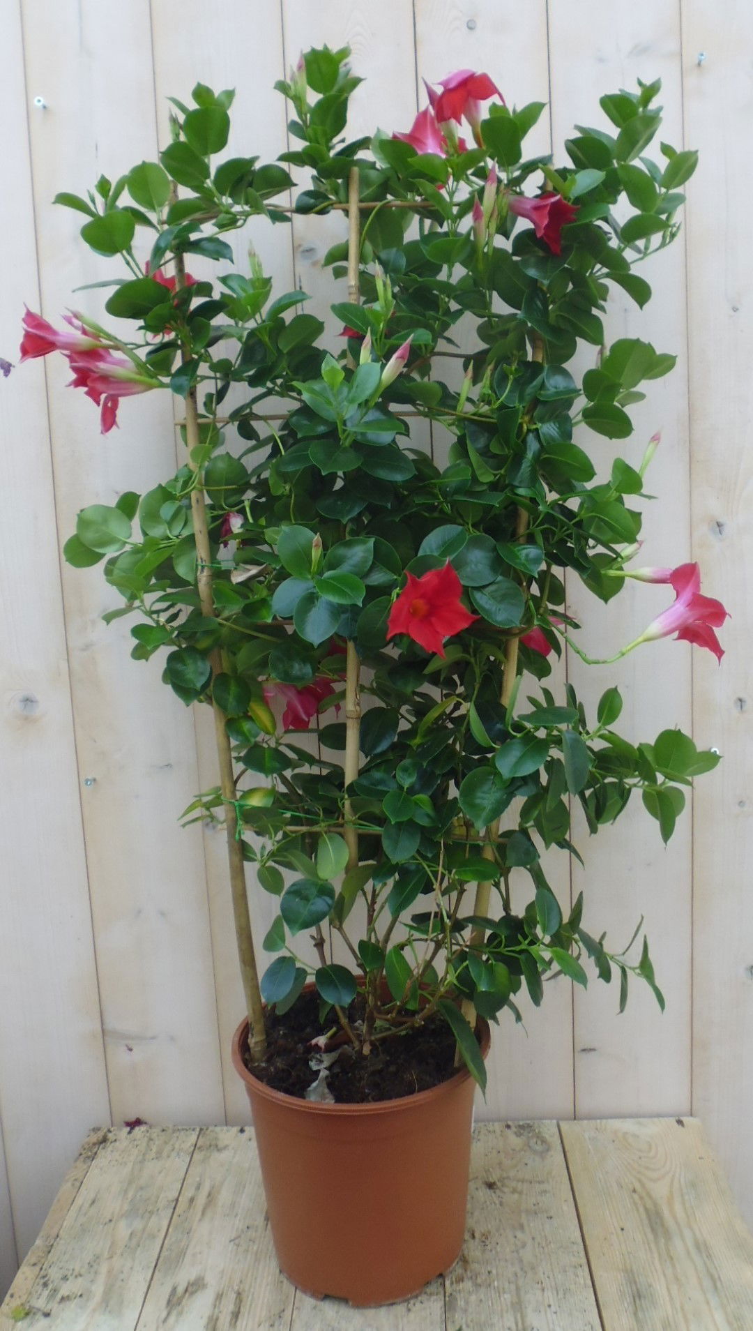Dipladenia rood 90 cm - Warentuin Natuurlijk